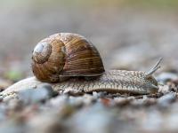 Weinbergschnecke am Weg - Langensendelbach